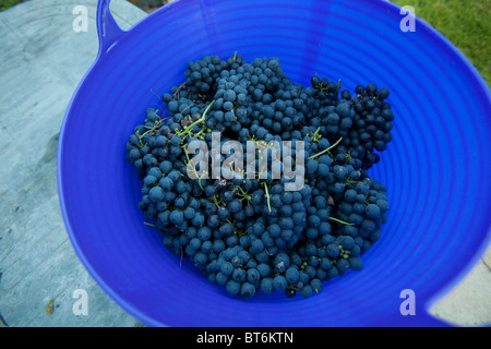 Panier de raisins noirs fraîchement cueillis de Hambourg pour la fabrication de vin, Hampshire, Angleterre, Royaume-Uni. Banque D'Images