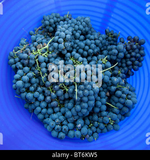 Panier de raisins noirs fraîchement cueillis de Hambourg pour la fabrication de vin, Hampshire, Angleterre, Royaume-Uni. Banque D'Images