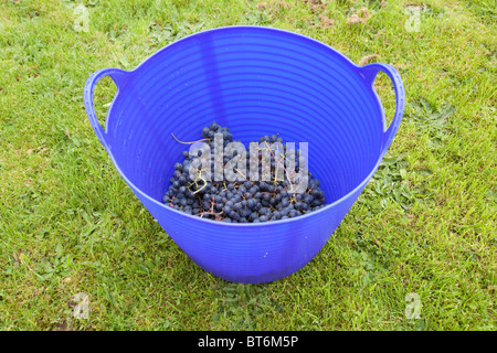 Panier de raisins noirs fraîchement cueillis de Hambourg pour la fabrication de vin, Hampshire, Angleterre, Royaume-Uni. Banque D'Images