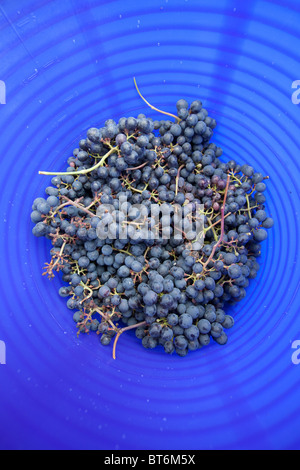 Panier de raisins noirs fraîchement cueillis de Hambourg pour la fabrication de vin, Hampshire, Angleterre, Royaume-Uni. Banque D'Images