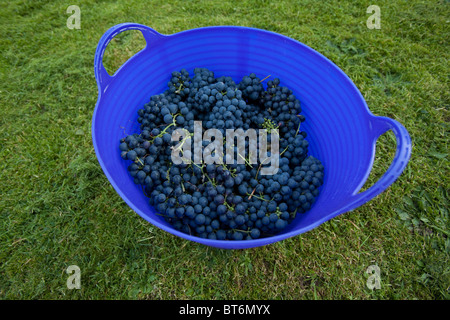 Panier de raisins noirs fraîchement cueillis de Hambourg pour la fabrication de vin, Hampshire, Angleterre, Royaume-Uni. Banque D'Images