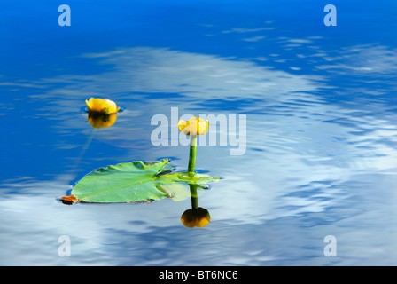 L'eau jaune-lily Banque D'Images