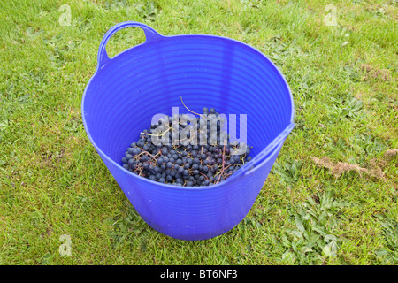 Panier de raisins noirs fraîchement cueillis de Hambourg pour la fabrication de vin, Hampshire, Angleterre, Royaume-Uni. Banque D'Images