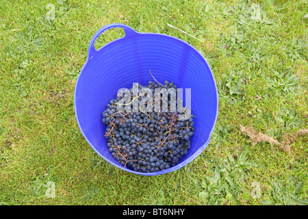 Panier de raisins noirs fraîchement cueillis de Hambourg pour la fabrication de vin, Hampshire, Angleterre, Royaume-Uni. Banque D'Images