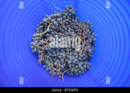 Panier de raisins noirs fraîchement cueillis de Hambourg pour la fabrication de vin, Hampshire, Angleterre, Royaume-Uni. Banque D'Images