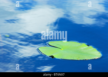 L'eau jaune-lily Banque D'Images