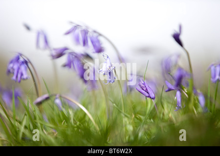 Bluebells au printemps Banque D'Images