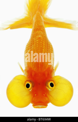 Bubble Eye goldfish Studio shot against white background. Banque D'Images