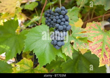 Hambourg noir raisins sur la vigne, Hampshire, Angleterre. Banque D'Images