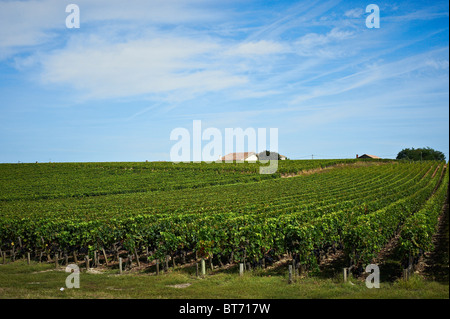 Rangées de vignes sans effort croissant sous le ciel bleu Banque D'Images