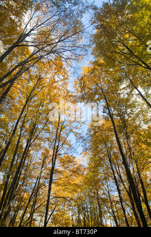 Belle forêt d'automne dans une chaude journée Banque D'Images