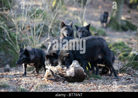 Bois de l'Est les loups (Canis lupus lycaon), type noir Banque D'Images