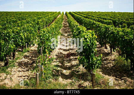 Vignes sans fin dans le domaine dans l'infini, capturés dans la région du Médoc, Bordeaux, peu avant la saison de la récolte commence. Banque D'Images