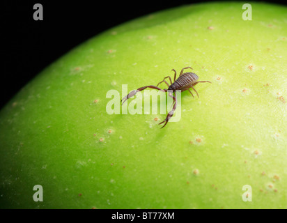 Pseudoscorpion (chelifer avaient cancroides) sur la surface verte Banque D'Images