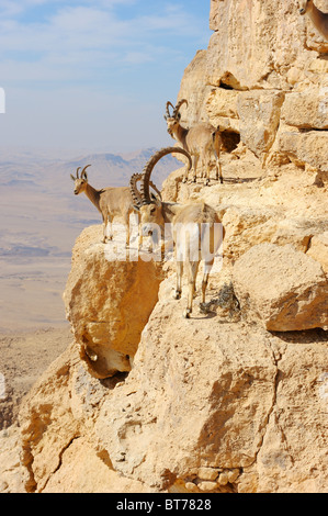 Les chèvres de montagne à Makhtesh Ramon Banque D'Images