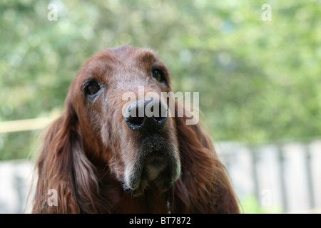 L'âme du Setter irlandais. Banque D'Images