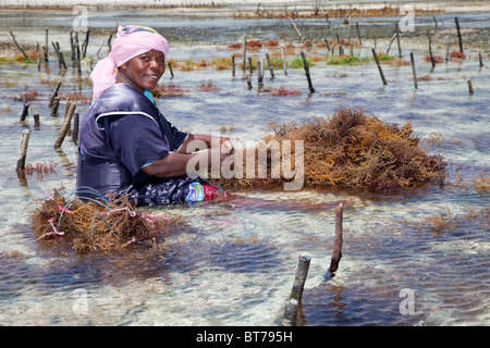 Jambiani, Zanzibar, Tanzanie. Récolte des algues, à l'exportation vers l'Asie. Banque D'Images