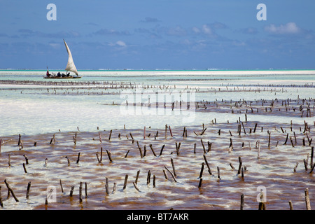 Jambiani, Zanzibar, Tanzanie. La côte est de Zanzibar, à marée basse. Les parcelles d'algues en premier plan. Banque D'Images