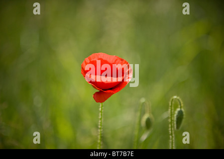 Un rouge coquelicot Banque D'Images