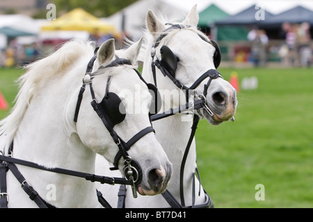 Deux poneys dans la conduite se précipitent blanc bridle, oeillères et faisceau à l'Hertfordshire Game Fair 2010 Banque D'Images