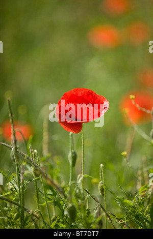 Un rouge coquelicot Banque D'Images