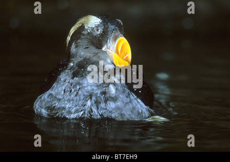 Le Macareux huppé, (Fratercula cirrhata), plumage d'hiver/printemps, des îles Pribilof, Mer de Béring, en Alaska. Banque D'Images