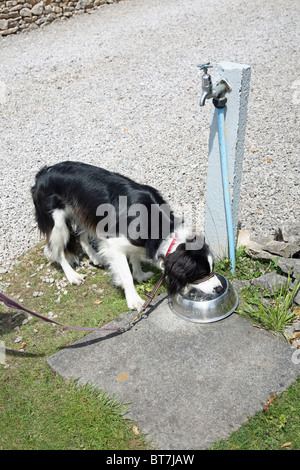 Un croisement Border Collie chien de boire un bol avec un robinet sur un post Banque D'Images