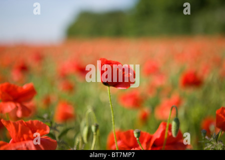 Coquelicots rouges dans un champ de pavot, l'un à l'avant-plan Banque D'Images