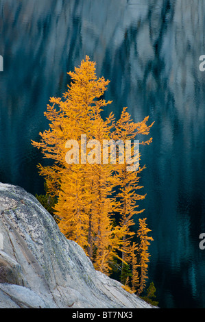 Le mélèze arbres en automne au lac de Viviane dans les enchantements, les lacs alpins Désert, Washington. Banque D'Images