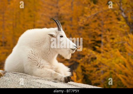 La chèvre de montagne au lac de Leprechaun, les enchantements, les lacs alpins Désert, Washington. Banque D'Images