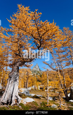 Le mélèze arbres avec ossature couleur d'automne dans le Pic Prusik les enchantements, les lacs de montagne Désert, Washington. Banque D'Images