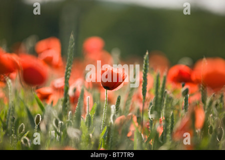 Dans un champ de coquelicots rouges Banque D'Images