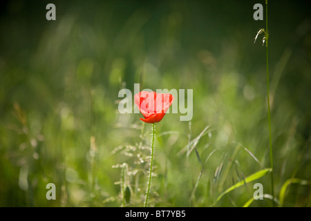 Un rouge coquelicot Banque D'Images