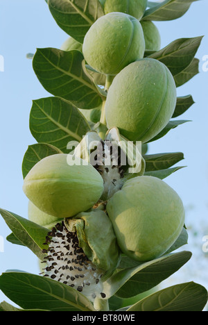 Les fruits et les semences de pomme de Sodome Banque D'Images