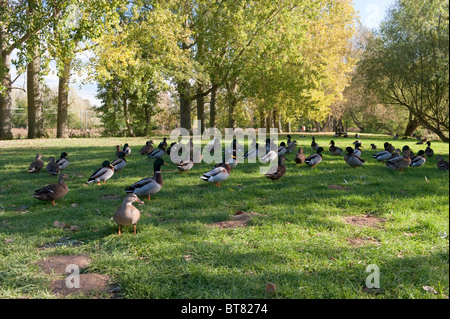 Canards à la rivière à Fakenham, Norfolk Banque D'Images