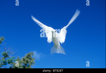 White Fairy Tern, (Gygis alba), l'atoll de Midway, NW Îles Hawaïennes. Banque D'Images