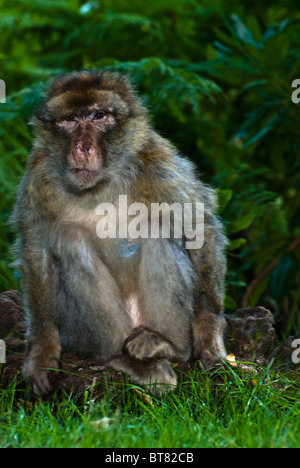 Une séance Barbary Macaque, également connu comme un singe de Barbarie Banque D'Images