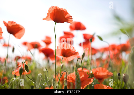 Dans un champ de coquelicots rouges Banque D'Images