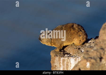 (Procavia capensis Rock Hyrax), Namibie, Afrique Banque D'Images