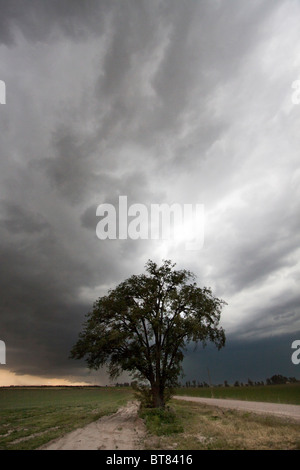 Un arbre isolé se dresse contre un orage sur les régions rurales des Prairies du Nebraska près de Scottsbluff, Nebraska, USA, 7 juin 2010. Banque D'Images