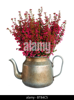 Purple heather en pot vintage Banque D'Images