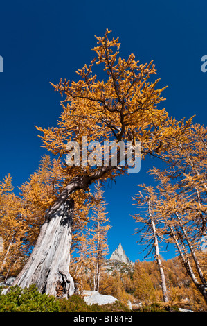 Le mélèze et l'arbre dans le Pic Prusik les enchantements, les lacs de montagne Désert, Washington. Banque D'Images