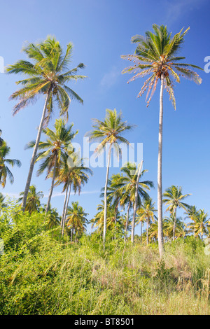 Le cocotier sans fin d'oliveraies Tofo sur la côte de l'Océan indien du Mozambique Banque D'Images