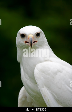 Close up d'un albinisme partiel Buteo jamaicensis Buse à queue rouge Banque D'Images