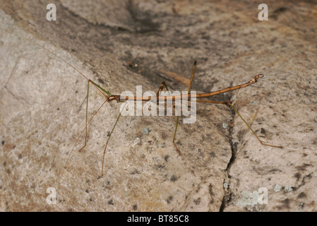 Le nord de l'Walkingstick, Diapheromera femorata, marcher sur un rocher. Banque D'Images