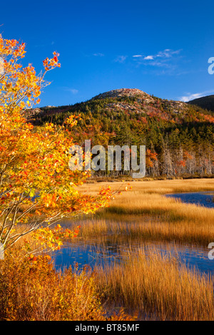 Couleurs d'automne dans la région de Hadlock étang dans l'Acadia National Park, Maine USA Banque D'Images