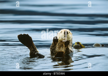 Loutre de mer (Enhydra lutris), Alaska, USA Banque D'Images