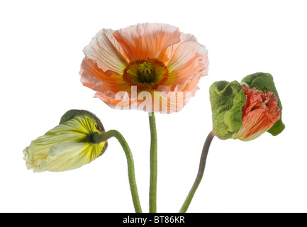 L'Islande pavot (Papaver nudicaule), bourgeons et fleurs Banque D'Images