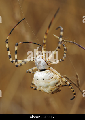 Lobée argiope araignée Banque D'Images