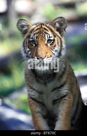 Bengal Tiger Cub, zoo du Bronx, New York City Banque D'Images